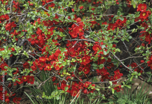Photography Chaenomeles x superba / Cognassier à fleurs 'Crimson and Gold'