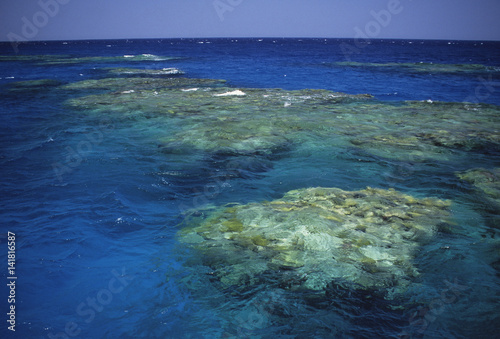 Barrière de corail / Mer Rouge / Egypte