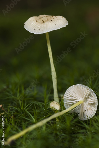 Mycena epipterygia / Mycène des fougères / Mycène frangé photo