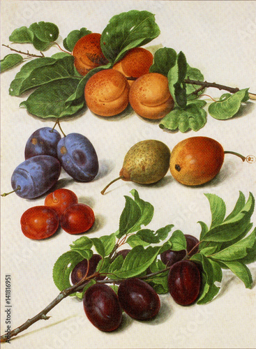 Illustration botanique / Fruit / Pêche / Prune / Poire