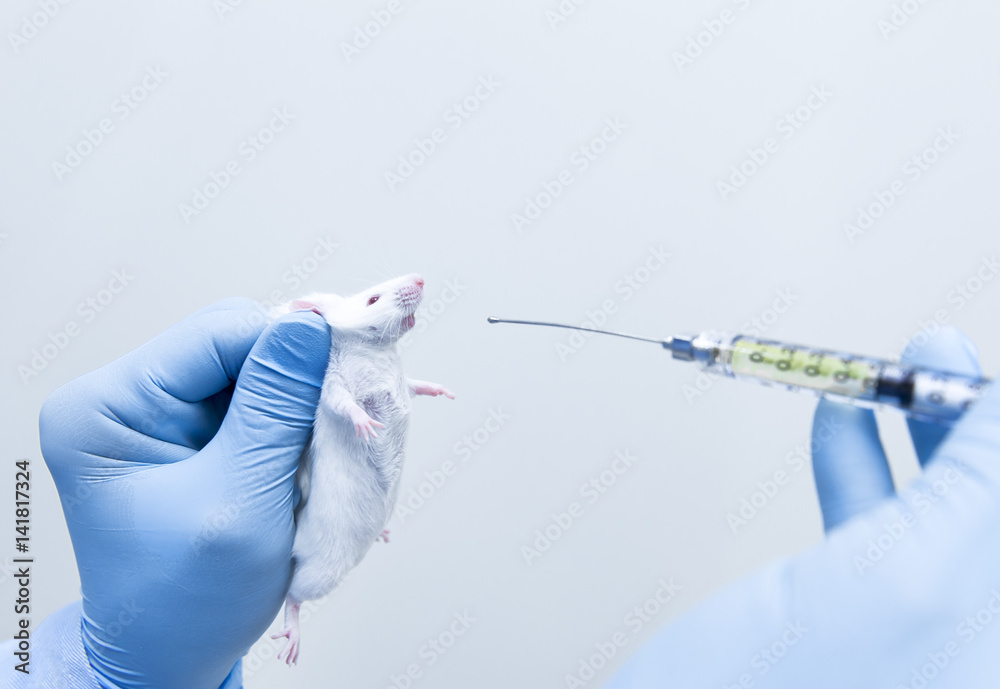 Researcher Administered Drug Into The Mice By Oral Administration Stock Researcher Administered Drug Into The Mice By Oral Administration Stock
