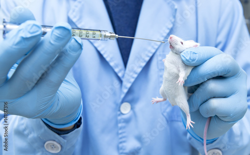 Researcher administered drug into the mice by Oral administration  photo