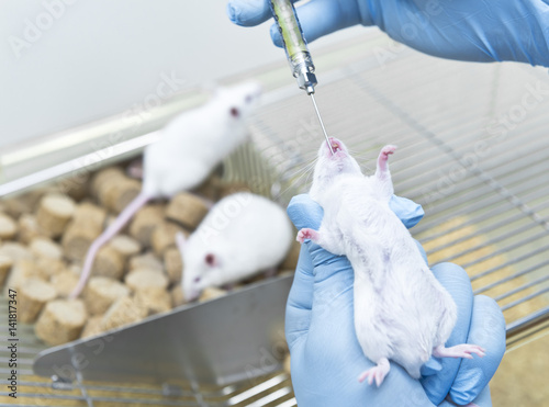 Fototapeta Naklejka Na Ścianę i Meble -  Researcher administered drug into the experimental mice by oral administration