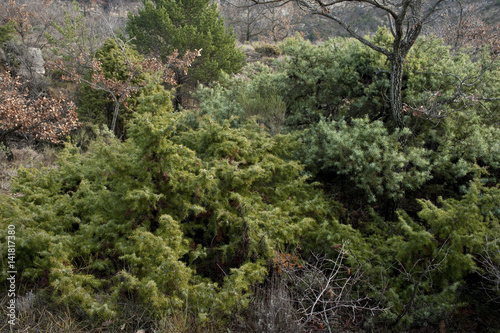 Juniperus communis   Gen  vrier commun