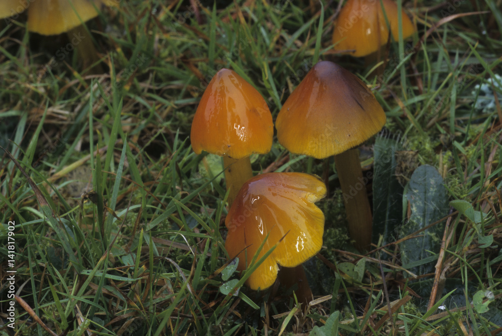 Hygrocybe conica / Hygrophorus conicus / Hygrophore conique Hygrocybe conica / Hygrophorus conicus / Hygrophore conique