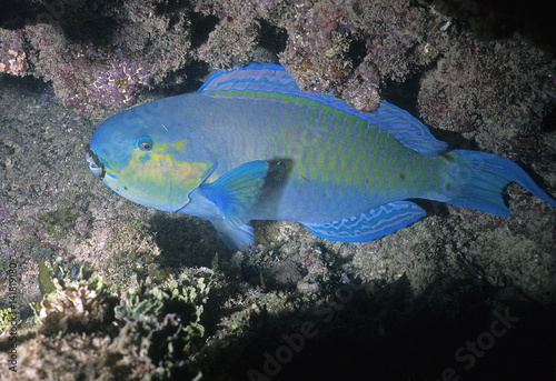 Scarus strongylocephalus / Poisson perroquet photo