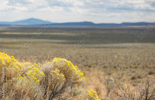 Blooming sagebrush with out of focus desert background photo