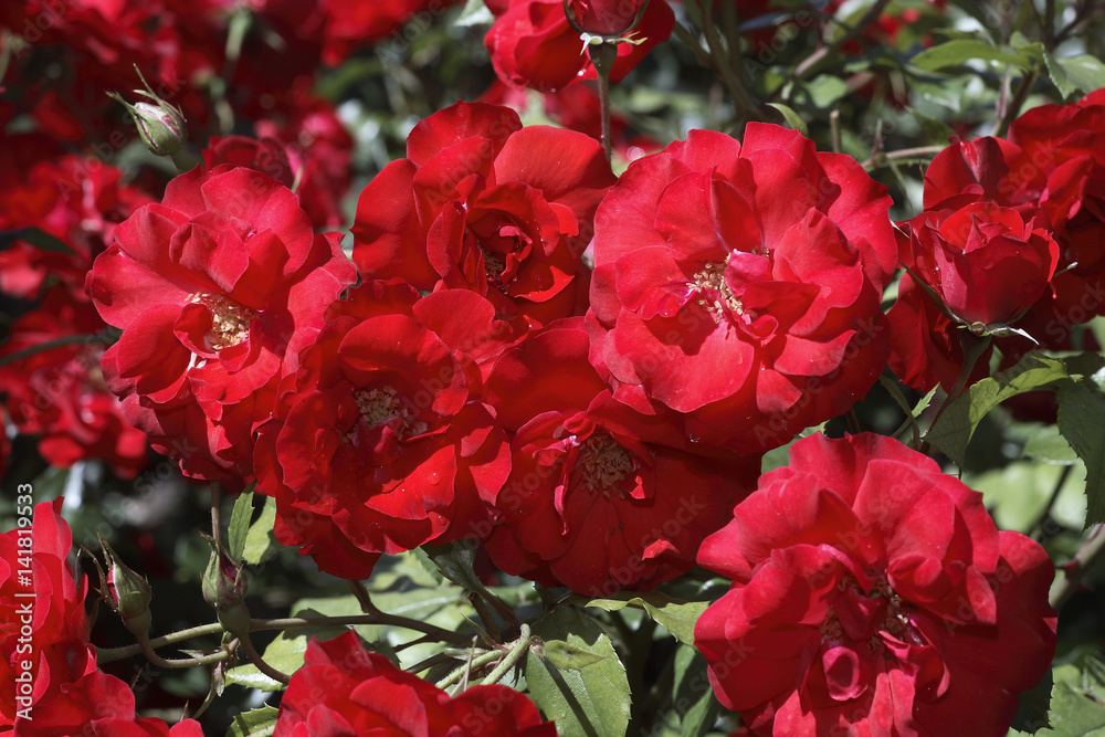 Rosa x / Rose 'La Sevillana' Rosa x / Rose 'La Sevillana'