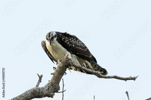 Ospery Scanning photo