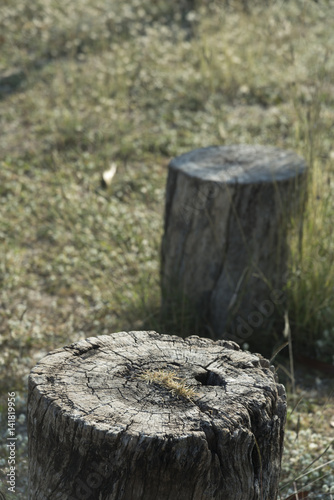 Stump tree plant on green grass field © chokniti
