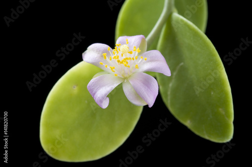 Pereskia weberiana photo