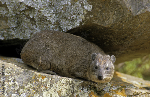 Procavia capensis / Daman des rochers / Daman du Cap photo