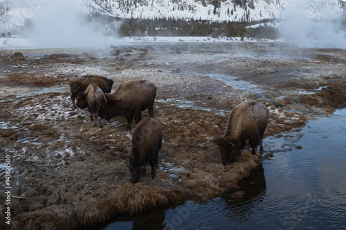 American bison at Firehole river, Yellowstone National Park