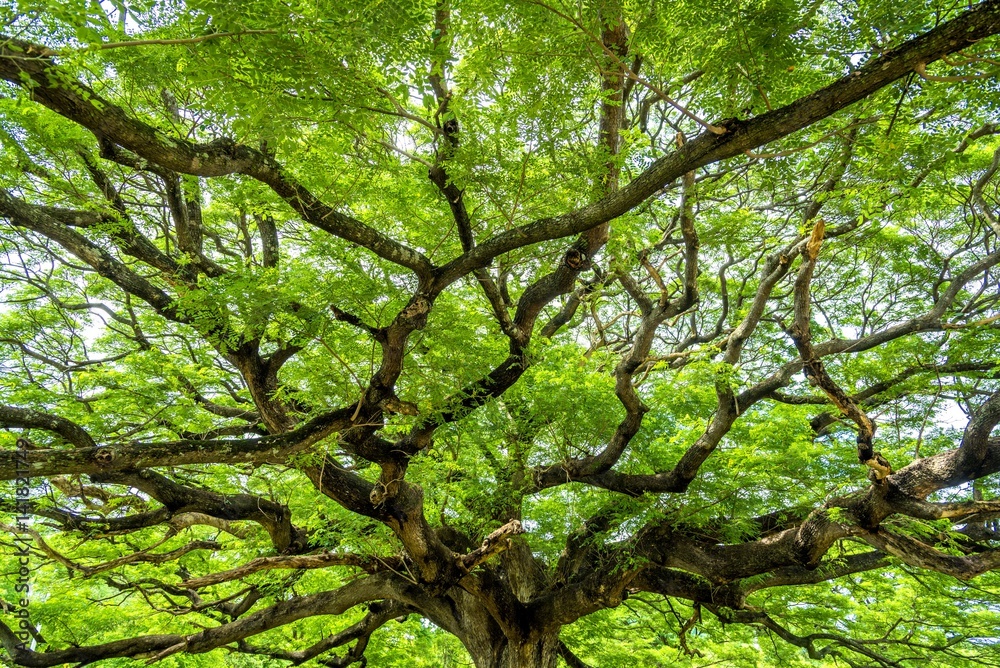 tropical plants in deep forest, nature sunlight tropical plants in deep forest, nature sunlight