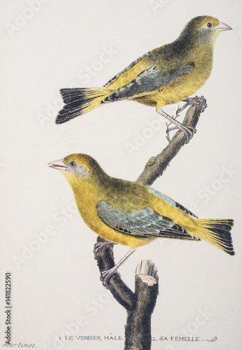 François Nicolas Martinet / Carduelis chloris / Verdier d'Europe photo