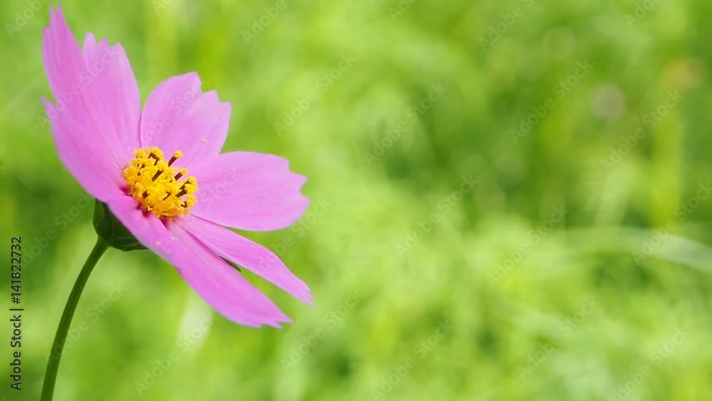 Pink flower background video hd