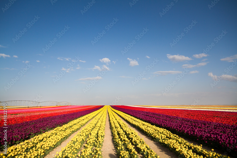 Tulip. Beautiful bouquet of tulips. colorful tulips. tulips in spring,colourful tulip Tulip. Beautiful bouquet of tulips. colorful tulips. tulips in spring,colourful tulip