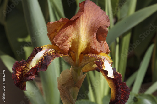 Iris germanica / Iris des jardins 'Spreckles' photo