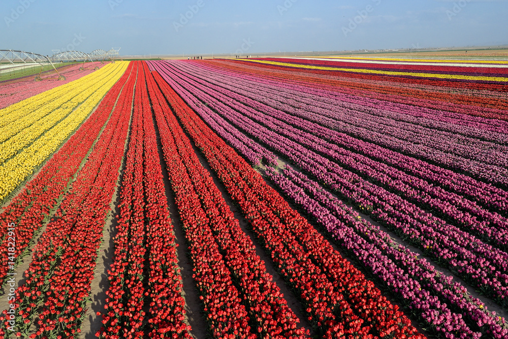 Tulip. Beautiful bouquet of tulips. colorful tulips. tulips in spring,colourful tulip Tulip. Beautiful bouquet of tulips. colorful tulips. tulips in spring,colourful tulip