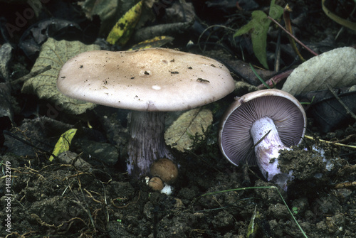Lepista nuda / Rhodopaxillus nudus / Tricholome pied bleu photo
