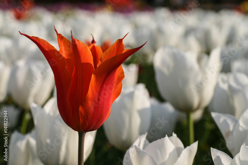 Tulip. Beautiful bouquet of tulips. colorful tulips. tulips in spring,colourful tulip #141822944