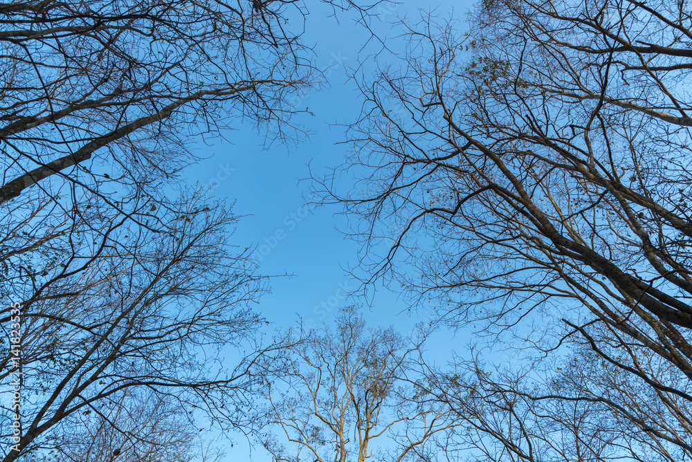 tree branch with blue sky tree branch with blue sky