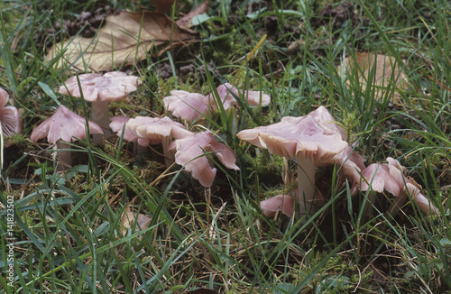 Hygrocybe calyptraeformis / Hygrophore en capuchon photo