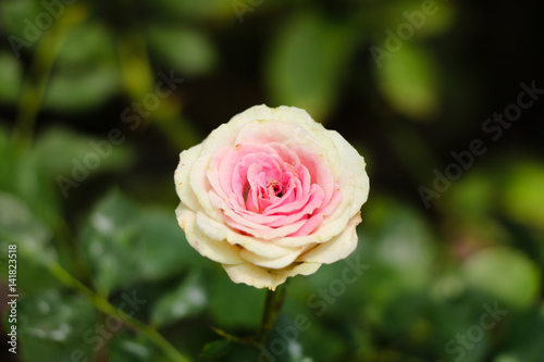 Wild pink rose flower