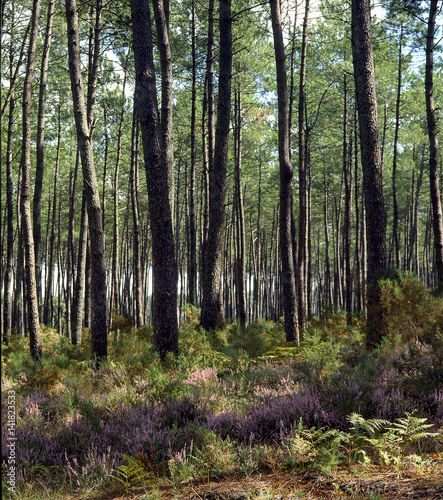 Pinus pinaster / Pin maritime / Pin des Landes