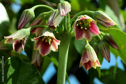 Nectaroscordum siculum / Allium siculum / Ail de Sicile photo