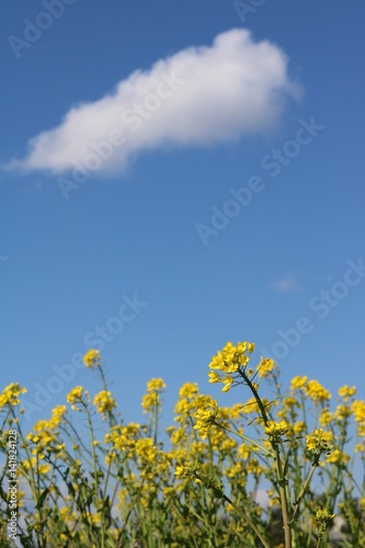 青空と雲と菜の花