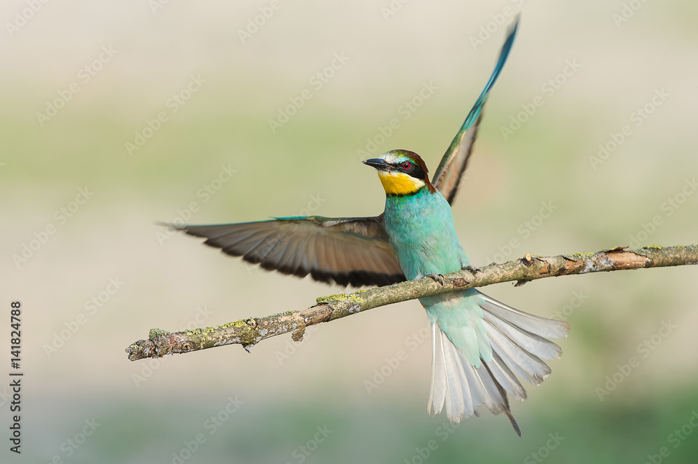 Canneto sull'Oglio, Mantova,Lombardy, Italy.The bee-eater (Merops Merops Linnaeus, 1758) is photographed while resting a branch Canneto sull'Oglio, Mantova,Lombardy, Italy.The bee-eater (Merops Merops Linnaeus, 1758) is photographed while resting a branch