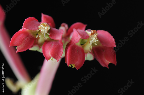 Monadenium coccineum photo