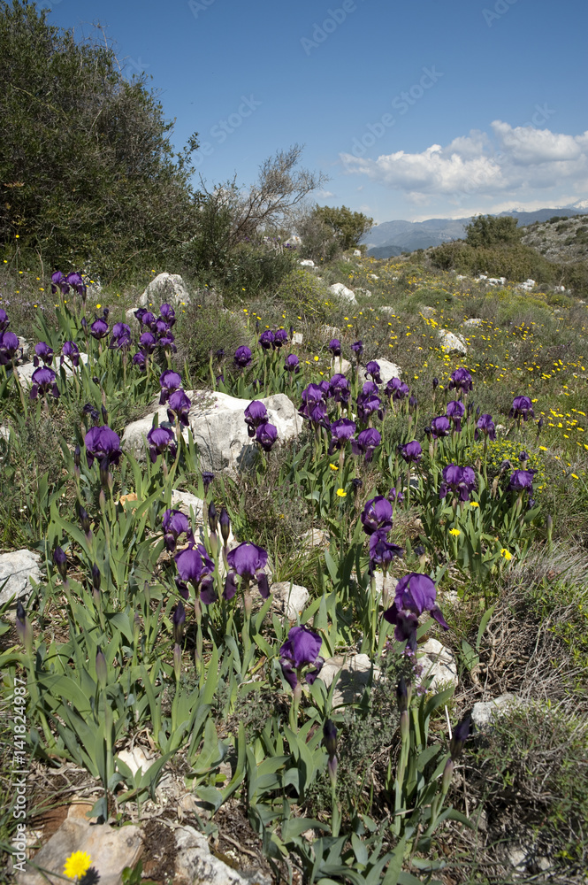Iris lutescens / Iris des garrigues / Iris nain Iris lutescens / Iris des garrigues / Iris nain