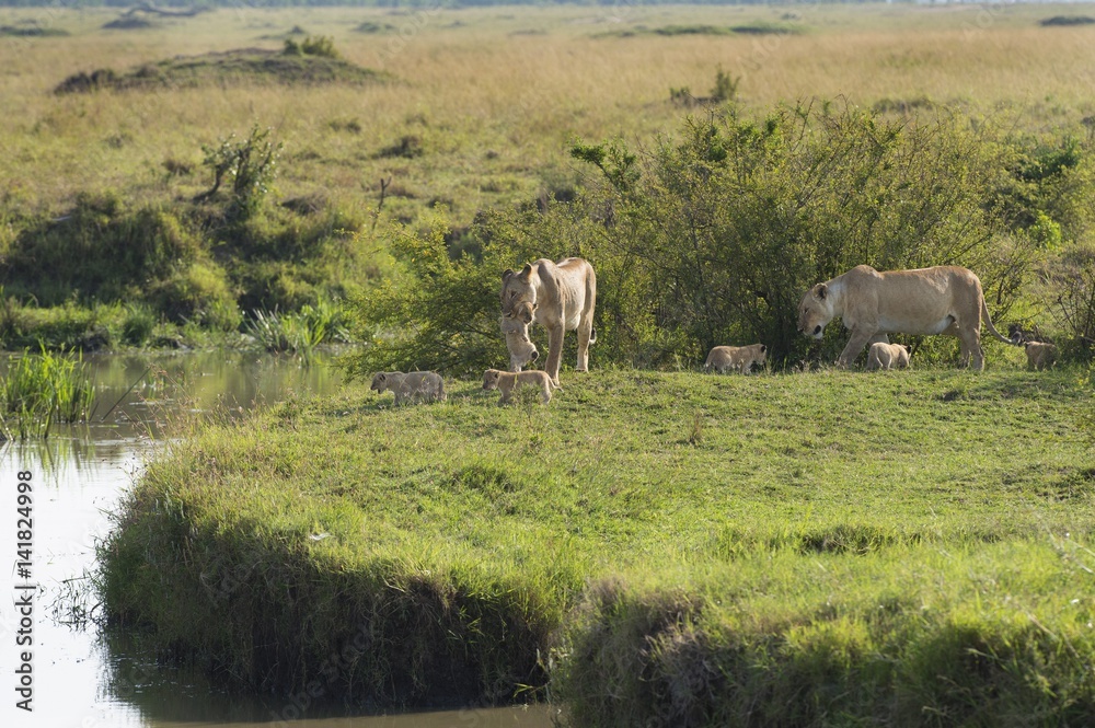Masai Mara Park, Kenya, Africa.Family of lions photographed in the Masai mara Masai Mara Park, Kenya, Africa.Family of lions photographed in the Masai mara
