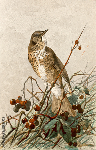 Illustration zoologique / Turdus philomelos / Grive musicienne photo