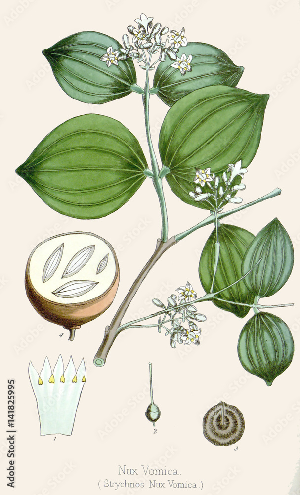 Illustration botanique / Strychnos nux-vomica / Noix vomique