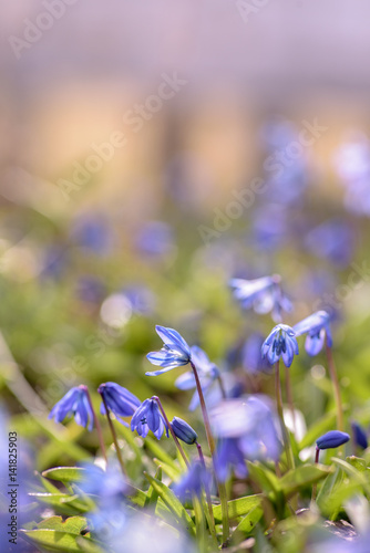 worms eye view of tiny blue flowers blooming in yard in early spring