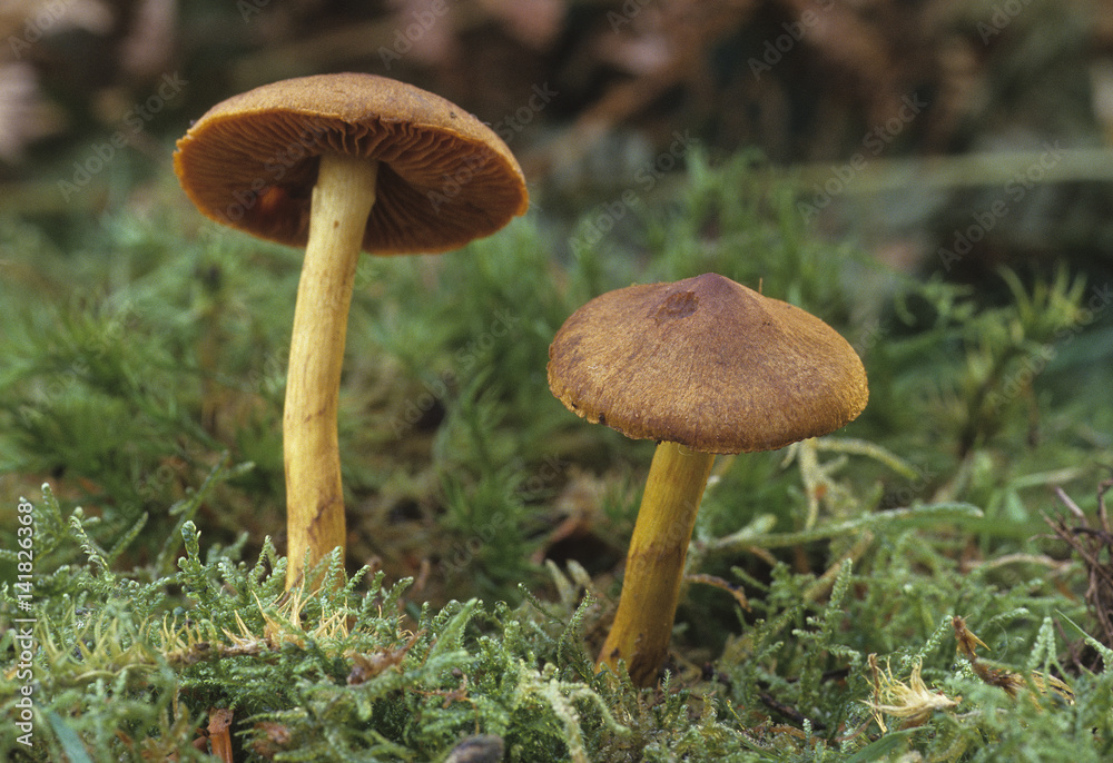 Cortinarius cinnamomeus / Cortinaire cannelle Cortinarius cinnamomeus / Cortinaire cannelle
