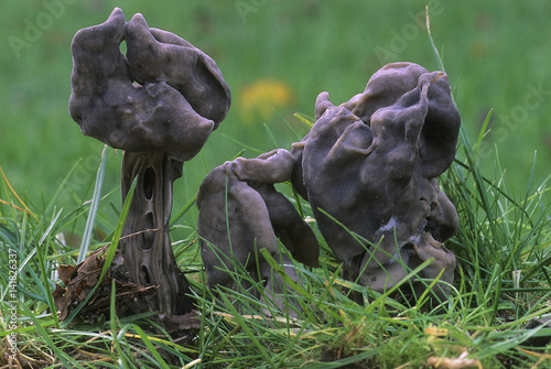 Helvella lacunosa / Helvelle lacuneuse / Mitre d'évêque photo