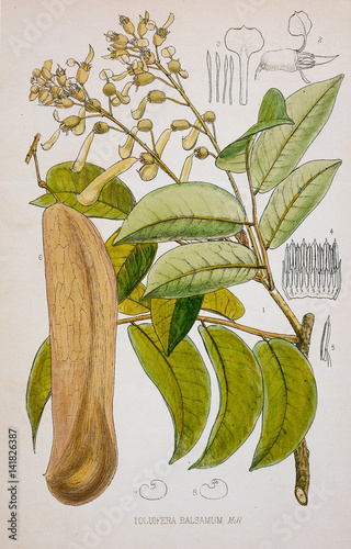 Illustration botanique / Myroxylon toluifera / Baume de tolu photo