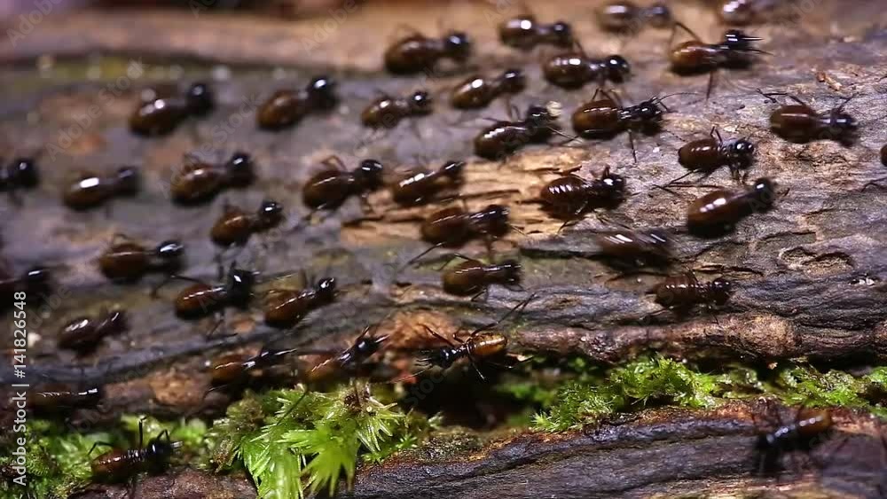Processional Termites (Hospitalitermes hospitals) march along the forest floor in the jungles of Borneo. Called a foraging column, workers search for food and carry it to their nest in their mouths.