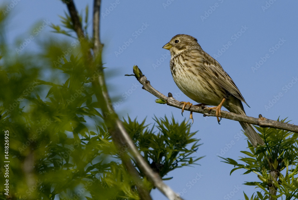 Emberiza calandra / Miliaria calandra / Bruant proyer Emberiza calandra / Miliaria calandra / Bruant proyer