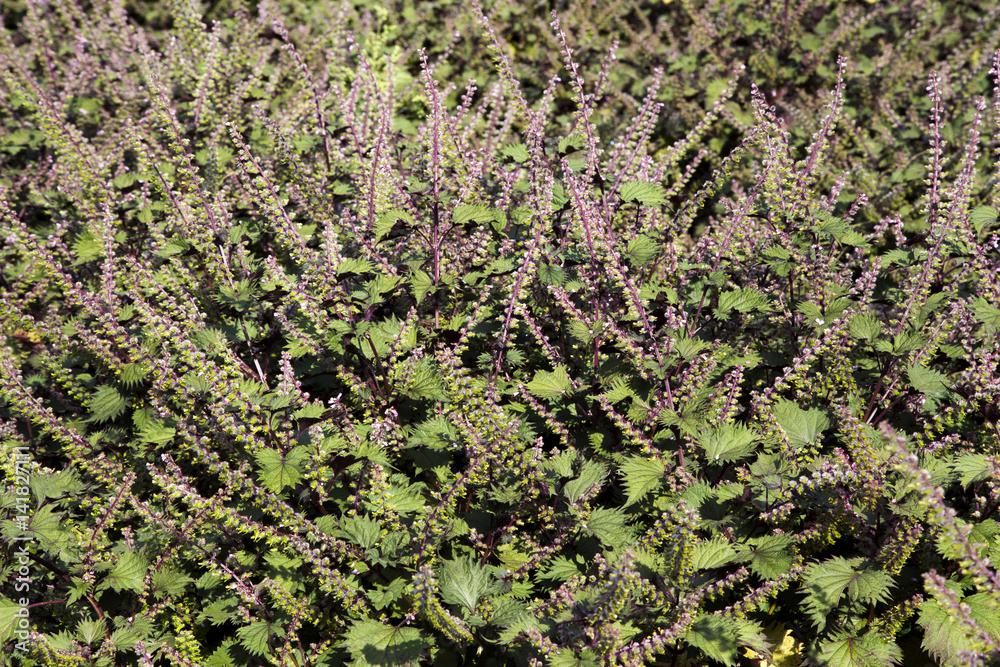 Beefsteak plant(Perilla frutescens crispas)
