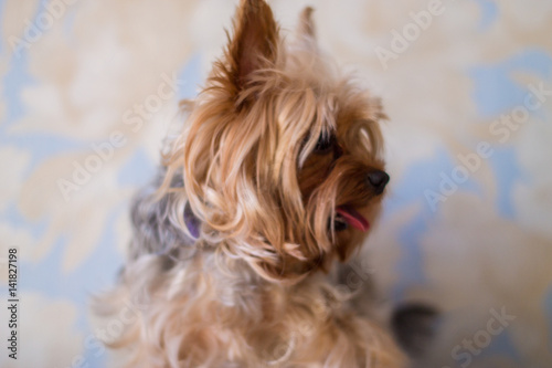 Closeup Yorkshire terrier. Beautiful puppy.