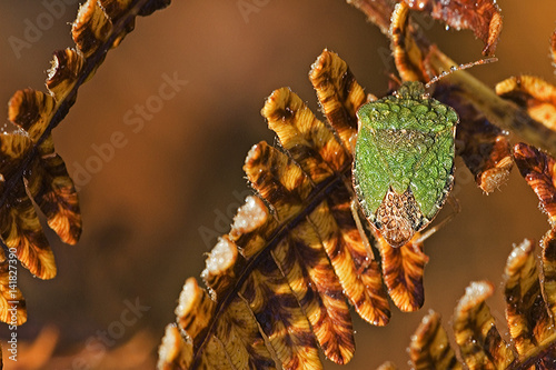 Palomena viridissima / Punaise verte photo