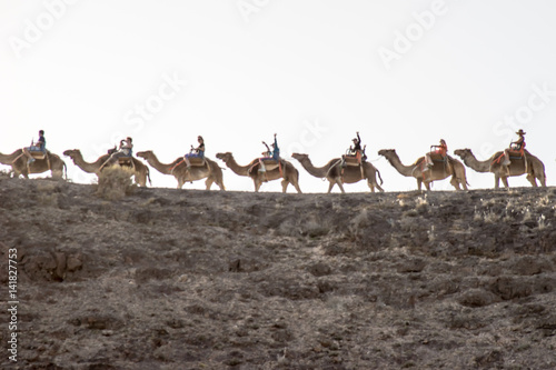 afrikaische Kamelkaravane auf Fuerteventura / La Lajita © stylefoto24