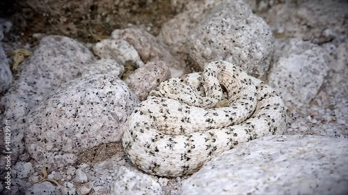 A rattlesnake flicks its tongue and retreats. The WHITE Southwestern Speckled Rattlesnake (Crotalus mitchelli pyrrus) exists only in a single mountain range. Amazingly camouflaged in the white granite photo