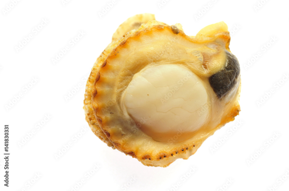 scallop scallop