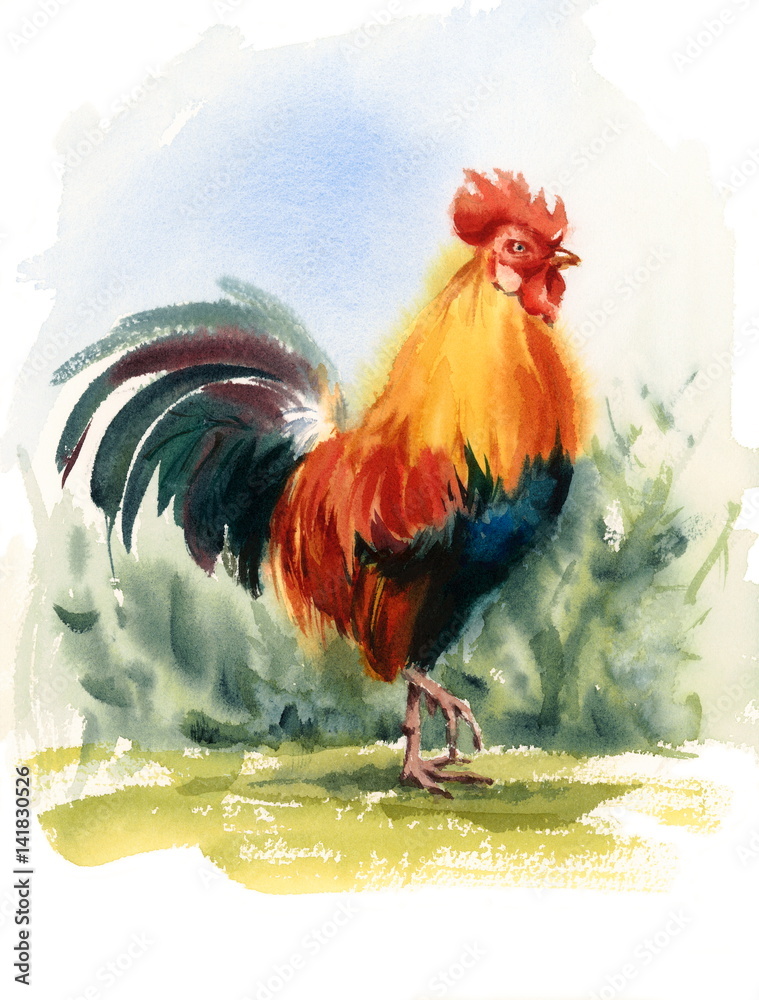 Fototapeta premium Watercolor Farm Bird Rooster Hand Painted Illustration